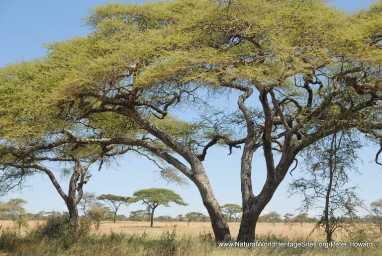 PLANTS | The Serengeti National Park