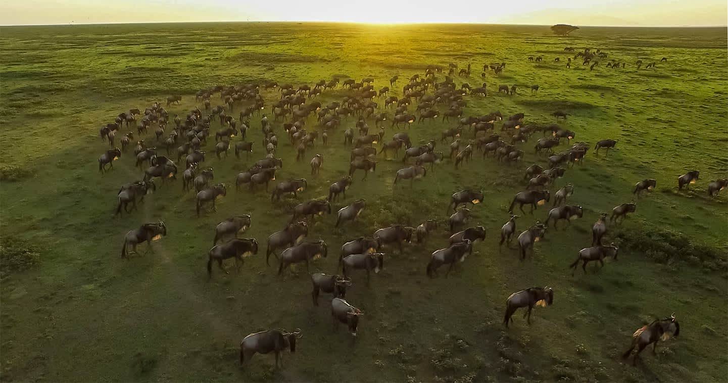 The Serengeti National Park How much about Africa's incredible