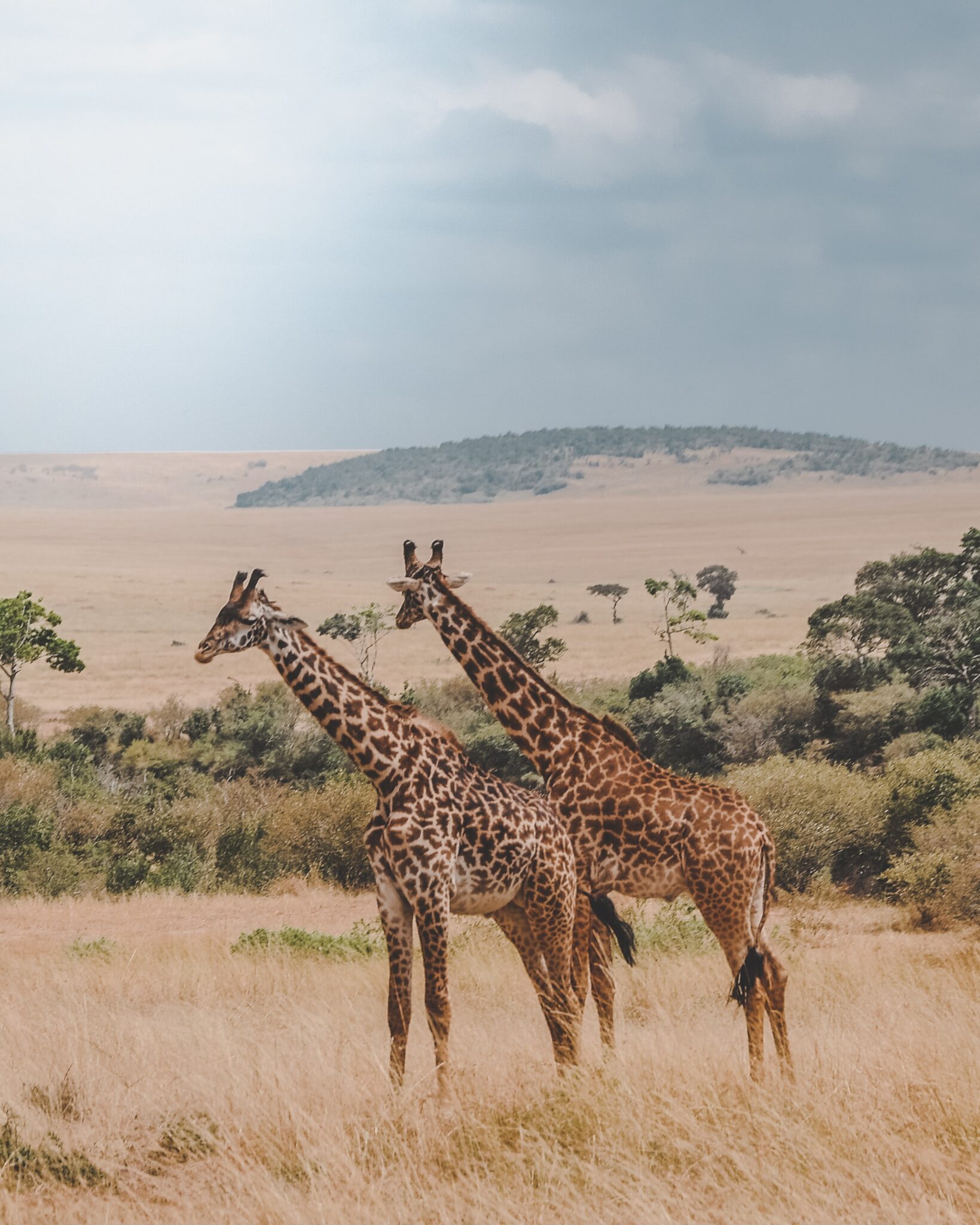 WILDLIFE – The Serengeti National Park